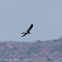 Montagu's Harrier; Aguilucho Cenizo