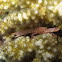 Tiger Coral Crab, Trapeziidae trapezia tigrina