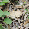 Dot lined angle macaria punctolineata