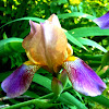 Bearded German Iris