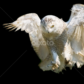 Ghost by Stefano Ronchi - Animals Birds