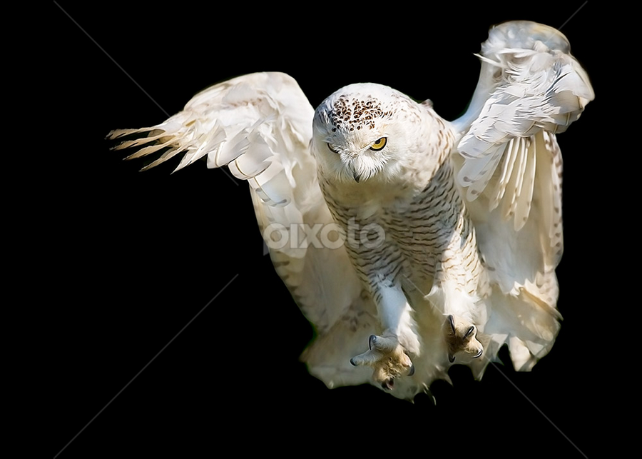 Ghost by Stefano Ronchi - Animals Birds