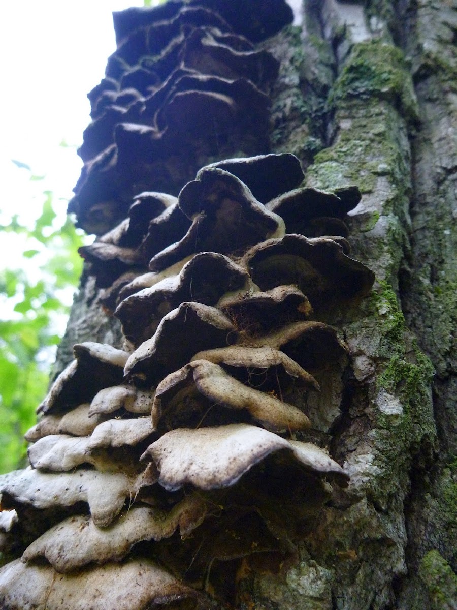 Even more fungi