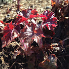 coral bells