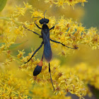 Thread-waisted Wasp