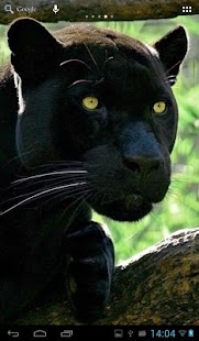 Lastest Black Panther APK