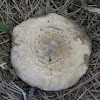 Green-spored Lepiota Mushrooms