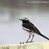 White-browed Wagtail or Large Pied Wagtail
