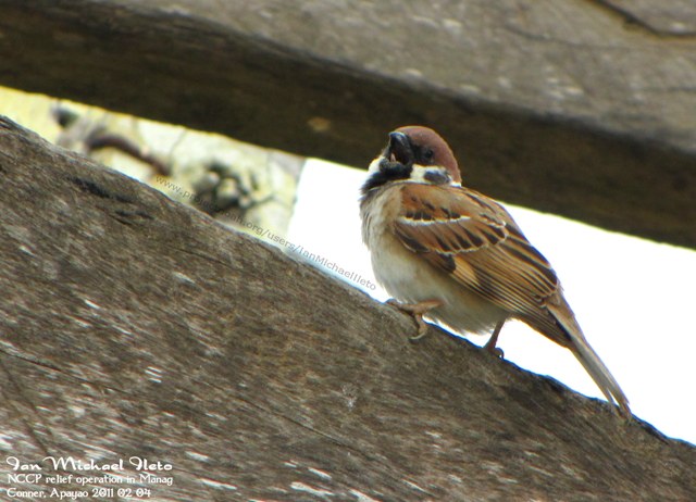 Maya, Eurasian Tree Sparrow