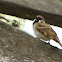 Maya, Eurasian Tree Sparrow