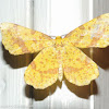 False crocus geometer moth