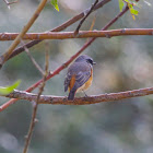 Common Redstart (Male)