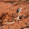 Southern rock agama