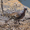 Turtle Dove; Tórtola Común