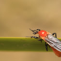 March fly