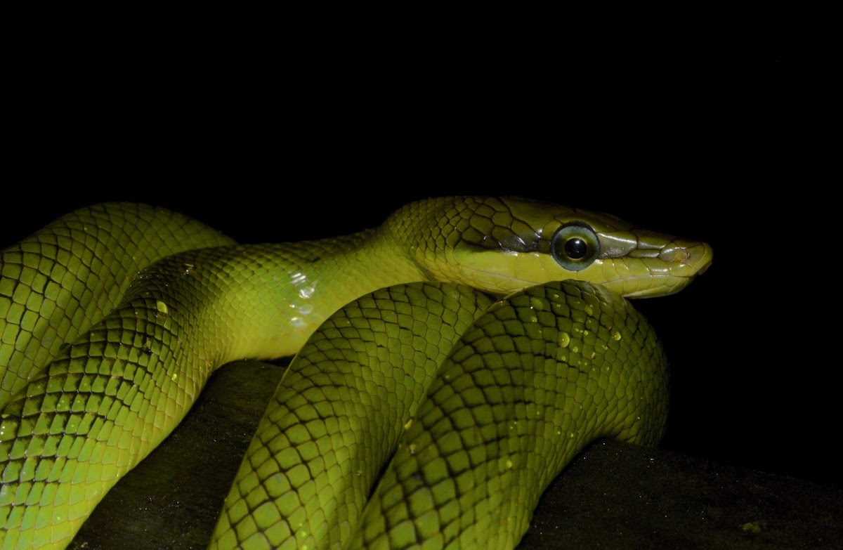 Red Tailed Green Rat Snake