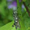 Pine Tree Spur-throat Grasshopper