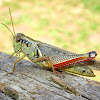 Red Legged Grasshopper