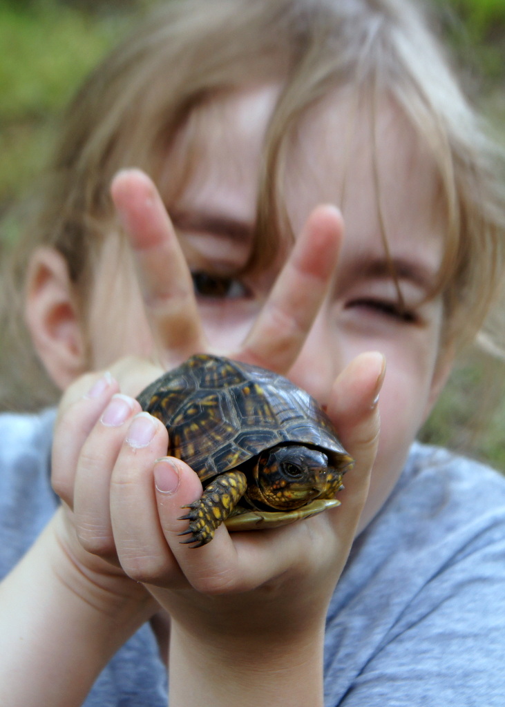 Three-toed Box Turtle