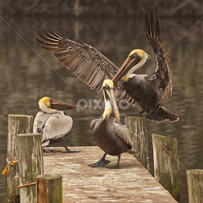 I Give Up by Sandy Friedkin - Animals Birds