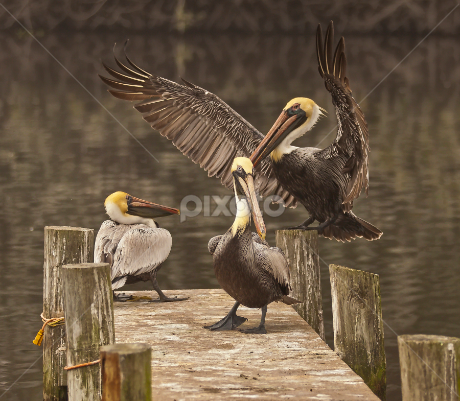 I Give Up by Sandy Friedkin - Animals Birds