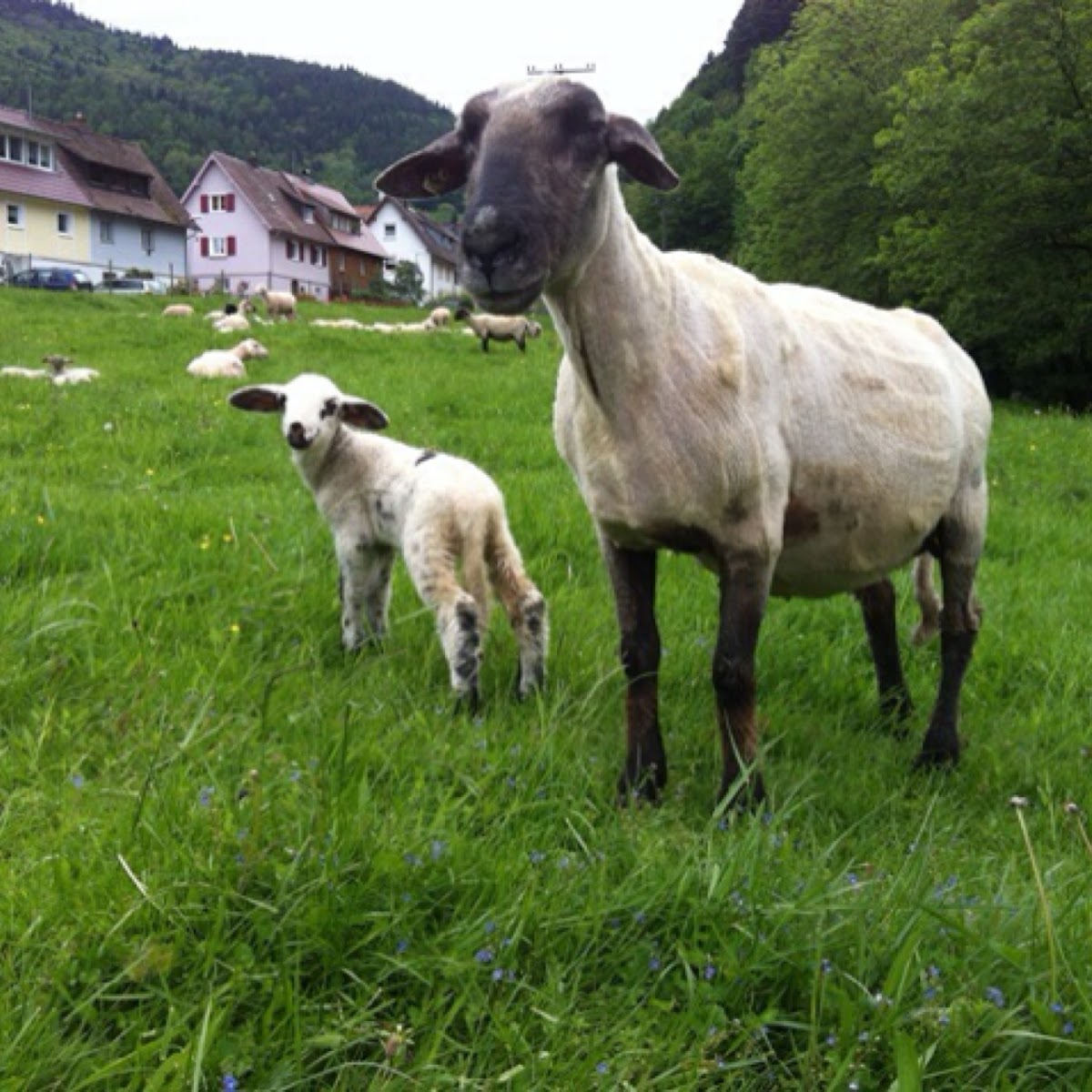 Sheep Schaaf