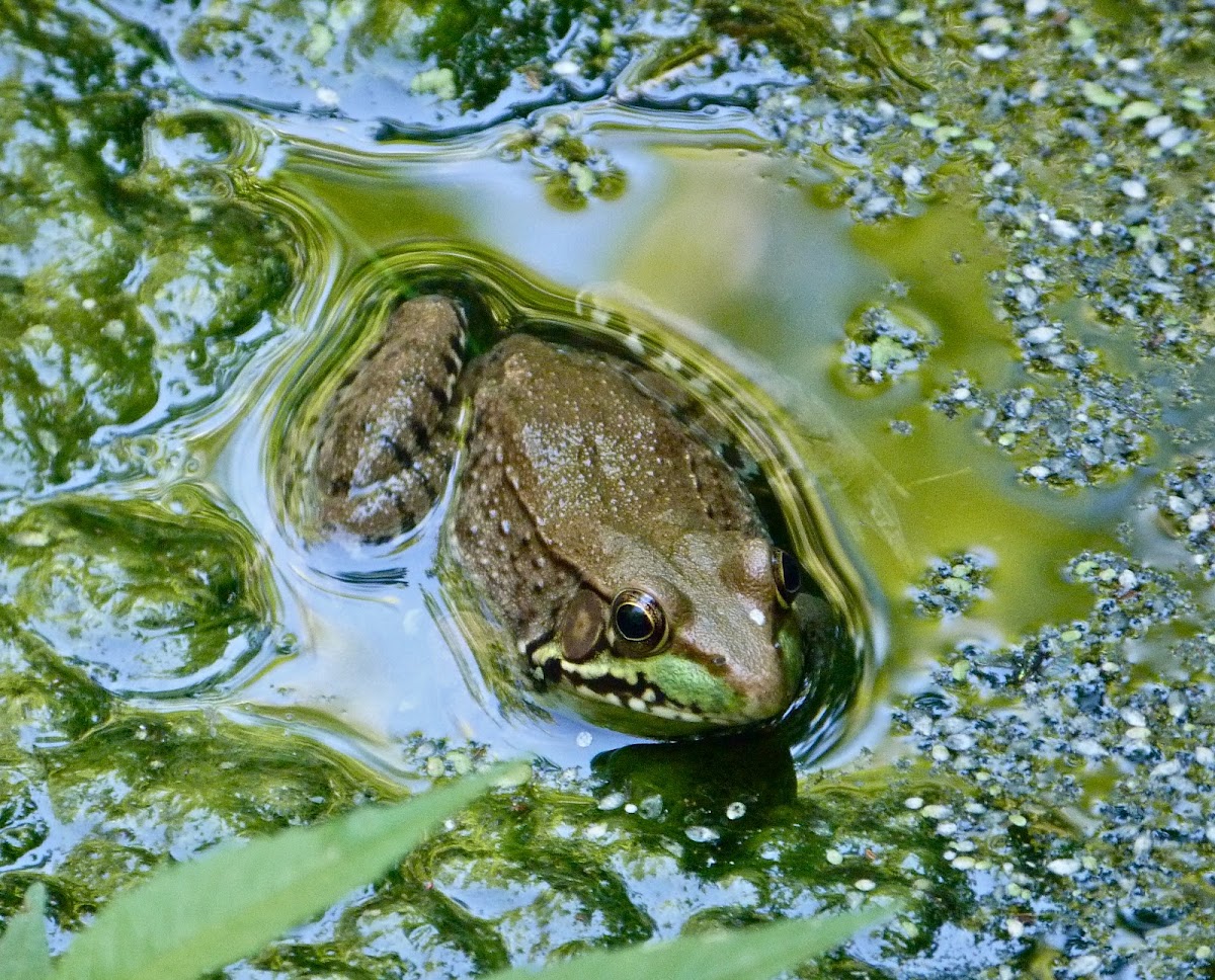 Green frog (female)