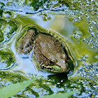 Green frog (female)