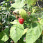 Red raspberry bush