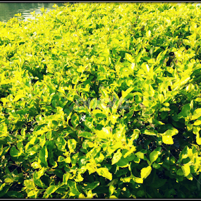 by Pinaki Ranjan Das - Nature Up Close Trees & Bushes