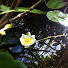 Pigmy water lily