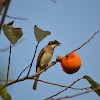 白頭翁 / Chinese Bulbul