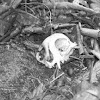 Feral cat skull