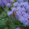 Goldenrod Soldier Beetle