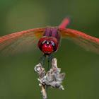 Red-veined dropwing