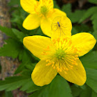 Yellow anemone/Zlatična vetrnica