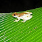 Narrow-Headed Treefrog