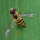 Toxomerus Hover Fly
