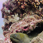 Giant moray