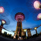 Super Tree @ BlueHours by Joshua Sujasin -  