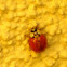 Multicolored Asian Lady Beetle (: