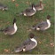  Northern Pintail ducks