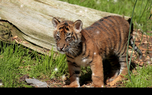 download Little Tiger Live Wallpaper free