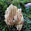 Crown Tipped Coral Fungus