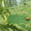 24 spotted ladybug
