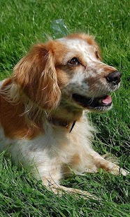 Cocker Spaniel Wallpapers Screenshots 3
