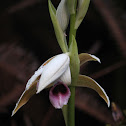 Nun's hood orchid