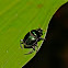 green dung beetle