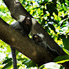 Soim (common marmoset)