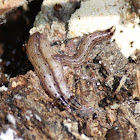 Fungus Gnat Larva